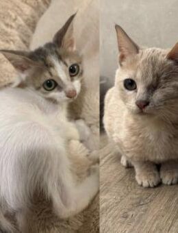 Merlina und Valeria aus dem Tierschutz - Grevenbroich