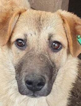 Alessia-wunderschöne Jung-Hündin,47 cm - Rösrath