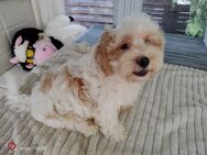 Maltipoo - Schraplau