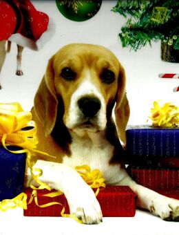Geschenk für 2025 !!! Advent+Nikolaus+Weihnachten !!! weihnachtliche Hunde-Fenstersticker + Fensterbilder !!! - Pirna