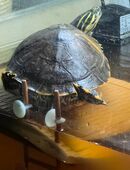 Wasserschildkröten in 38350