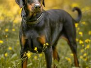 Neo - Europäischer Dobermann - 6 Jahre - Tierhilfe Franken e.V. - Lauf (Pegnitz) Zentrum