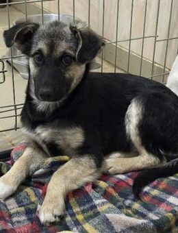 bezauberndes, liebes Welpenmädchen Lizzy - Kallmünz