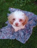 Kleine Maus sucht Ihre Hundemama in 18442