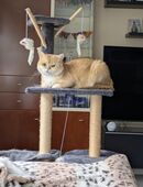 Britisch Kurzhaar Kater in 38159