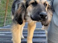 Julio 💗 sozialer Jungrüde sucht dich! - Hamburg