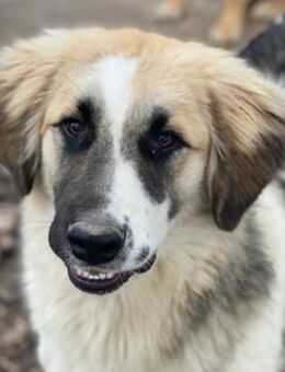 Otys, geb. ca. 03/2022, GRIECHENLAND - Markdorf