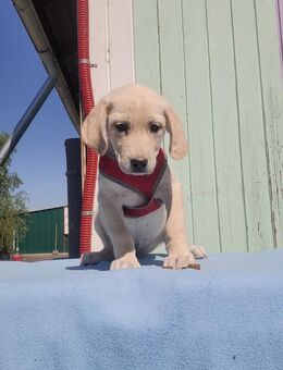 Doris - Labrador Mischling, Familienhund - Schlitz
