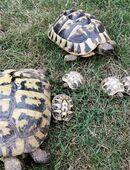 Griechische Landschildkröten in 85114