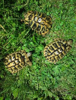 Griechische Landschildkröten testudo hermanni boettgeri - Aichhalden