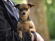 Nola sucht ein Zuhause - Pirmasens