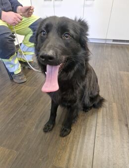 Mischlingshündin - Genthin Zentrum