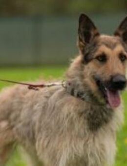 Liebe Aja - Ellerbek