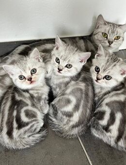 Bkh kitten Tabby Britisch Kurzhaar Whiskas - Lohne (Oldenburg) Zentrum