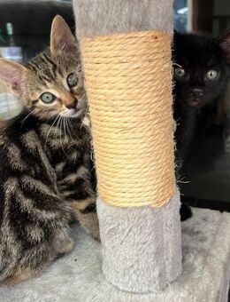 Verschmuste kleine Katzen - Salgen