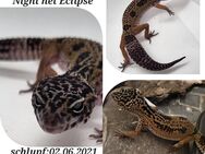 Verschiedene Leopardgeckomorphen - Montabaur