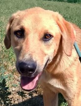 Petros, geb. ca. 12/2024, GRIECHENLAND - Euskirchen