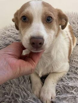 Paloma ❤️ verspieltes Hundemädchen - Velbert