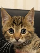 Bengal Mix kleiner Kater in 47906