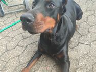 Dobermann Hündin - Prüm