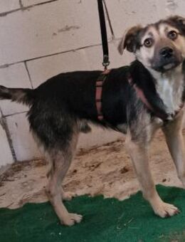 Caius - freundlich und interessiert - Westerholt