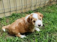 Kleiner Hundebub Erny - Tholey