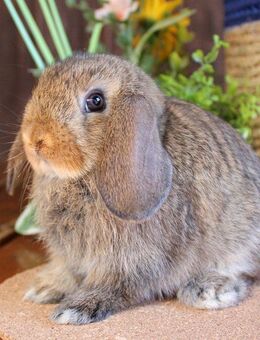 Kleine reinrassige Zwergwidder Kaninchen Hasen Jungtiere - Büchlberg