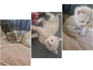 Ein liebevolles Zuhause gesucht ❤️ - Vohenstrauß