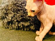 Sphynx Kitten - Hemer Zentrum