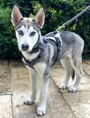 Bon - Husky - 4 Monate - Tierhilfe Franken e.V. in 91207