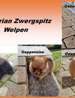 Pomeranian Zwergspitz Toy Welpen reinrassig - Mörnsheim
