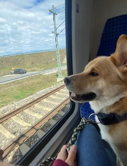 Verkaufe meinen geliebten Hund Zeus - Bamberg