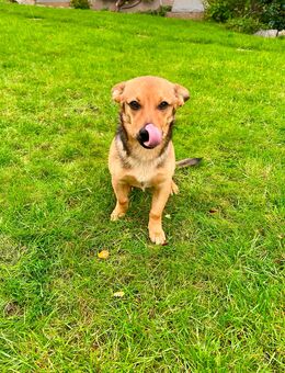 Terrier Corgi Mix Welpe - Werther (Westfalen)
