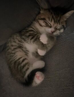 Süße verspielen Baby Katzen - Köln