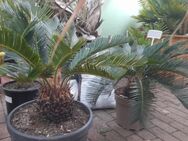Cycas Revoluta - Sömmerda