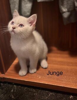 Süße BKH Kitten suchen ein neues Zuhause 💙🩷 - Essen