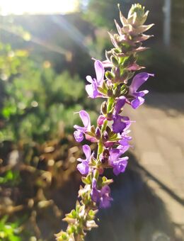 Samen HAIN-SALBEI, STEPPENSALBEI (Salvia nemorosa) heimische Wildstaude Naturgarten - Leipzig