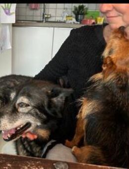 THAI, m., kastr., SH-Mix, geb. 2014 - Sipplingen