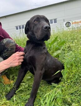 Wunderschöne Shar Pei Mix Hündin, 2 Jahr - Kappeln (Schleswig-Holstein)