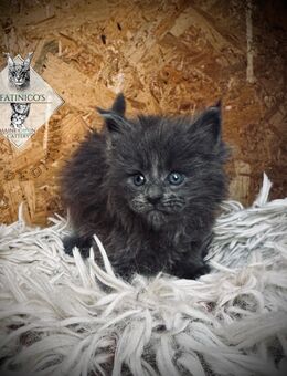 Maine Coon Kitten mit Stammbaum - Attendorn (Hansestadt)