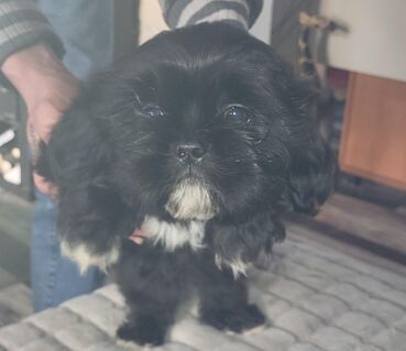 ShihTzu Rüde schwarz