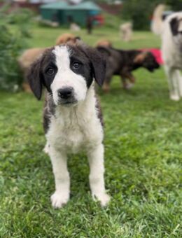 🧸Verspielter Welpe Oreo🧸 - Eislingen (Fils)
