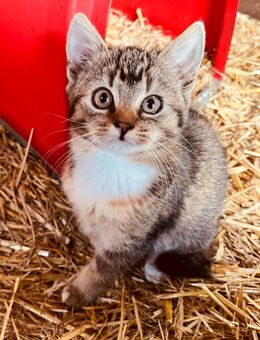 Liebe Katzen - Halver