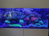 Meerwasser Aquarium Red Sea Reever - Großenlüder