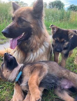 Deutscher Schäferhund Welpen Rüden gerader Rücken Wachhund - Finsterwalde Zentrum