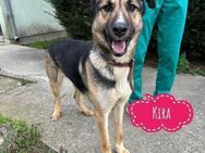 Kira eine wundervolle Hündin - Mannheim