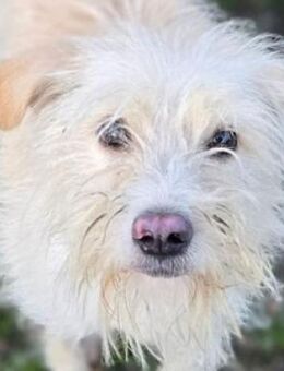 LARA 2 sucht Familienanschluss - Gefrees