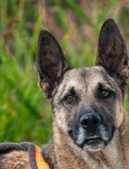 Nuvo 🐾 Kämpfer mit Charme sucht dich - München