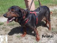 Franzi kleine, chillige Hundedame - Kissing