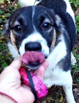 Ranie sucht ein Zuhause - Berlin